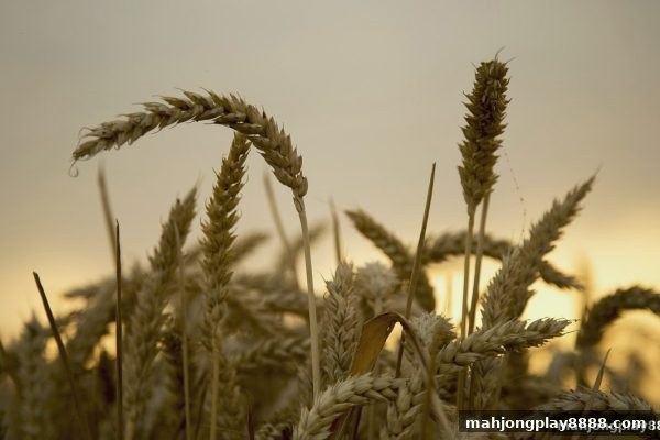 麻将胡了试玩洗码优惠深度解析：从规则到实战策略